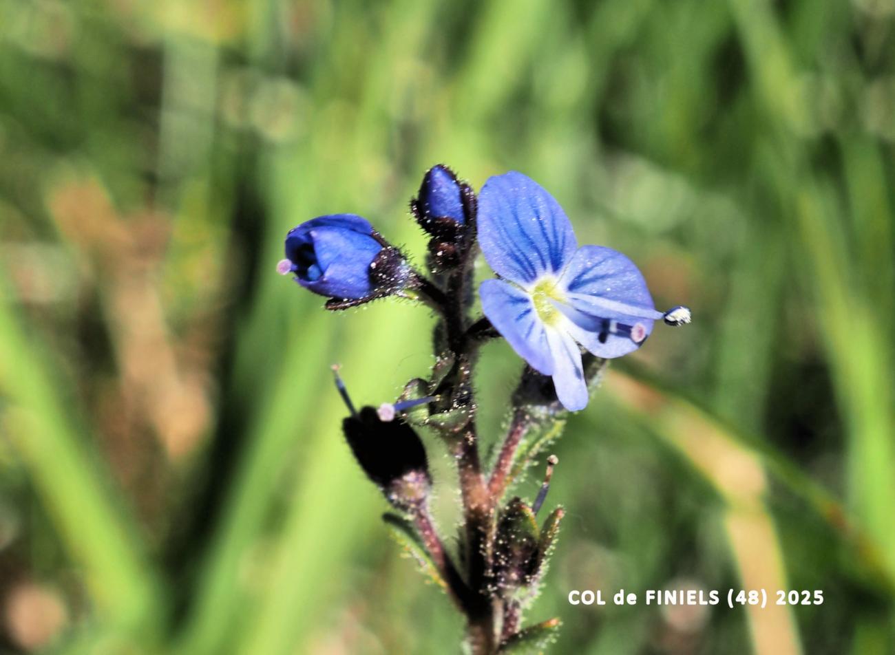 ? flower